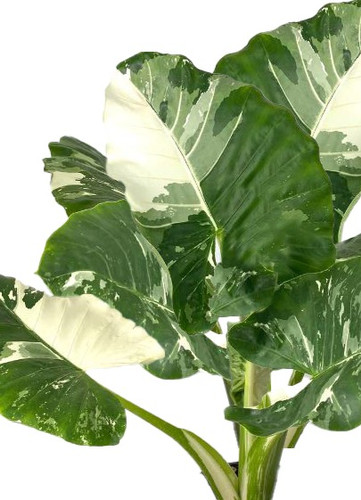 aurea variegata Monstera Aurea Variegata