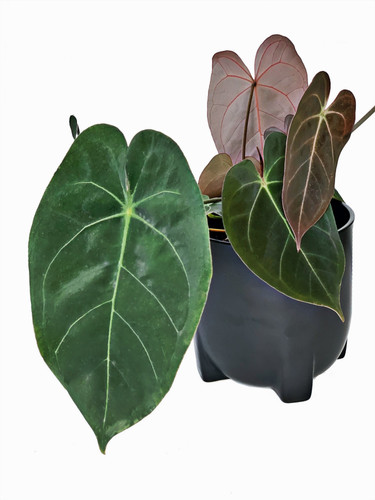 Anthurium 'Ace of Spades' x 'King of Spades' | Plant The Jungle