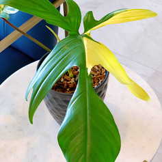 Philodendron Florida Beauty