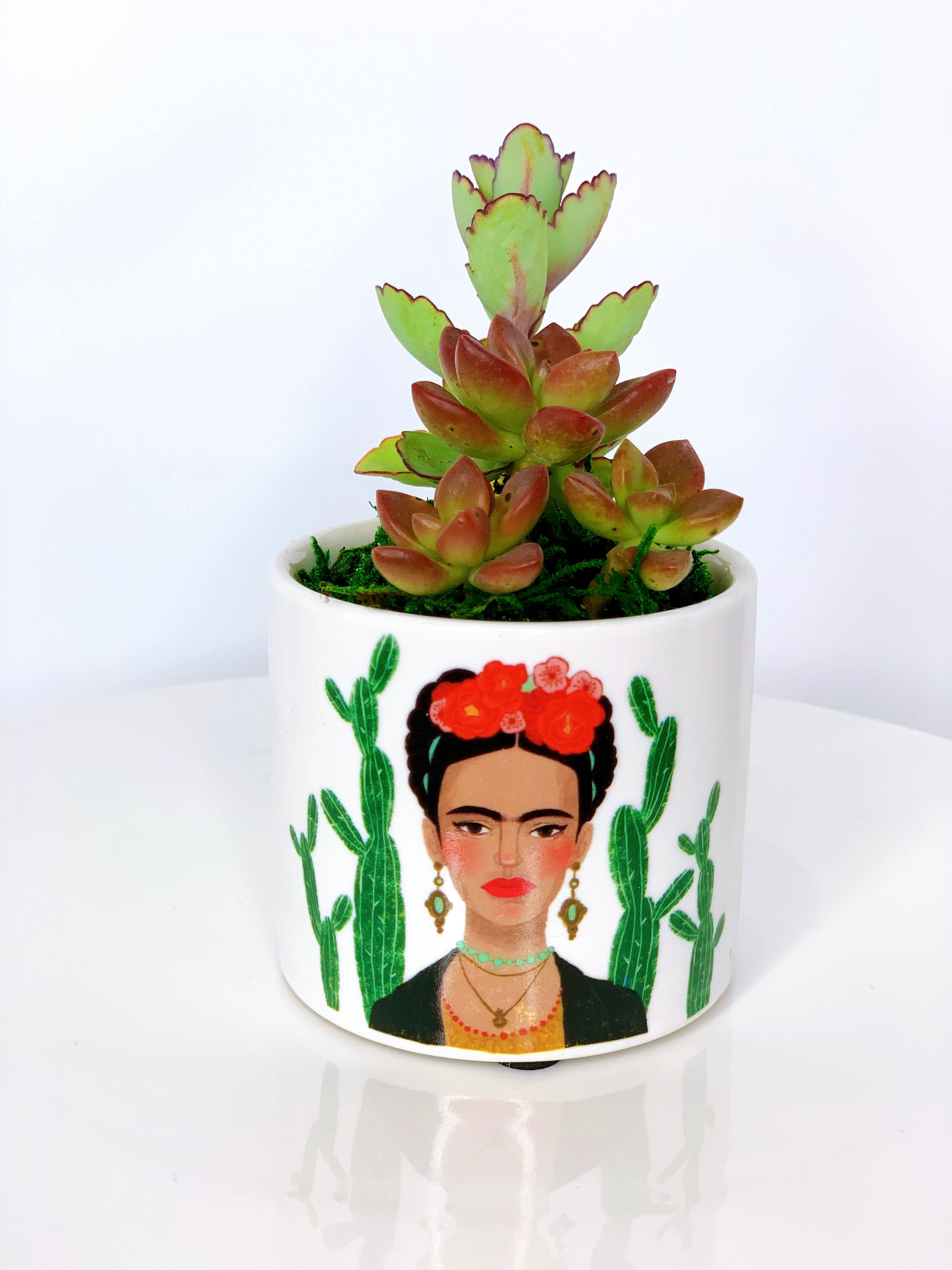 Succulents in Frida Planter