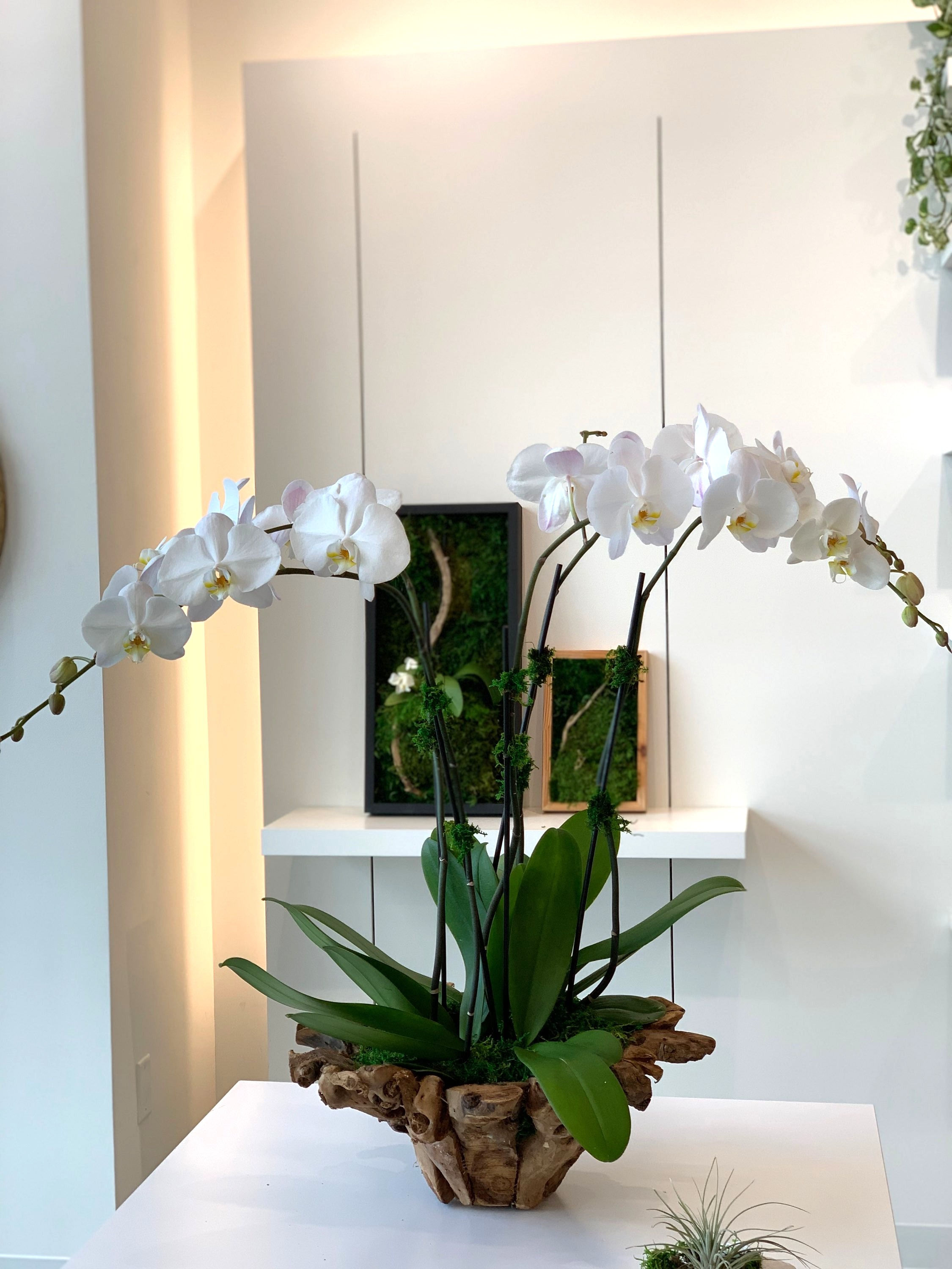 Phalaenopsis Multi Orchids with Moss in Wood Bowl