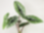 Alocasia Platinum.PNG