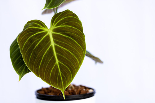 Philodendron 'El Choco Red' | Plant The Jungle