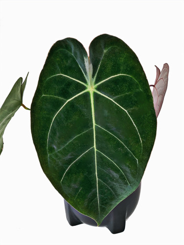 じ*ん様 Anthurium Ace of Spades AnthuriumAceofSpadesxPappillil