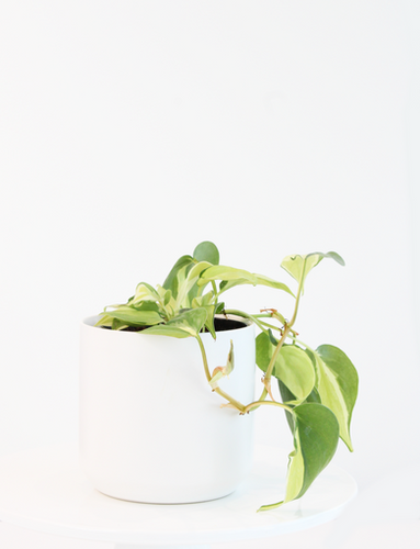 Philodendron hederaceum 'Gabby' | Plant The Jungle