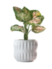 Aglaonema Tricolor anyamanee