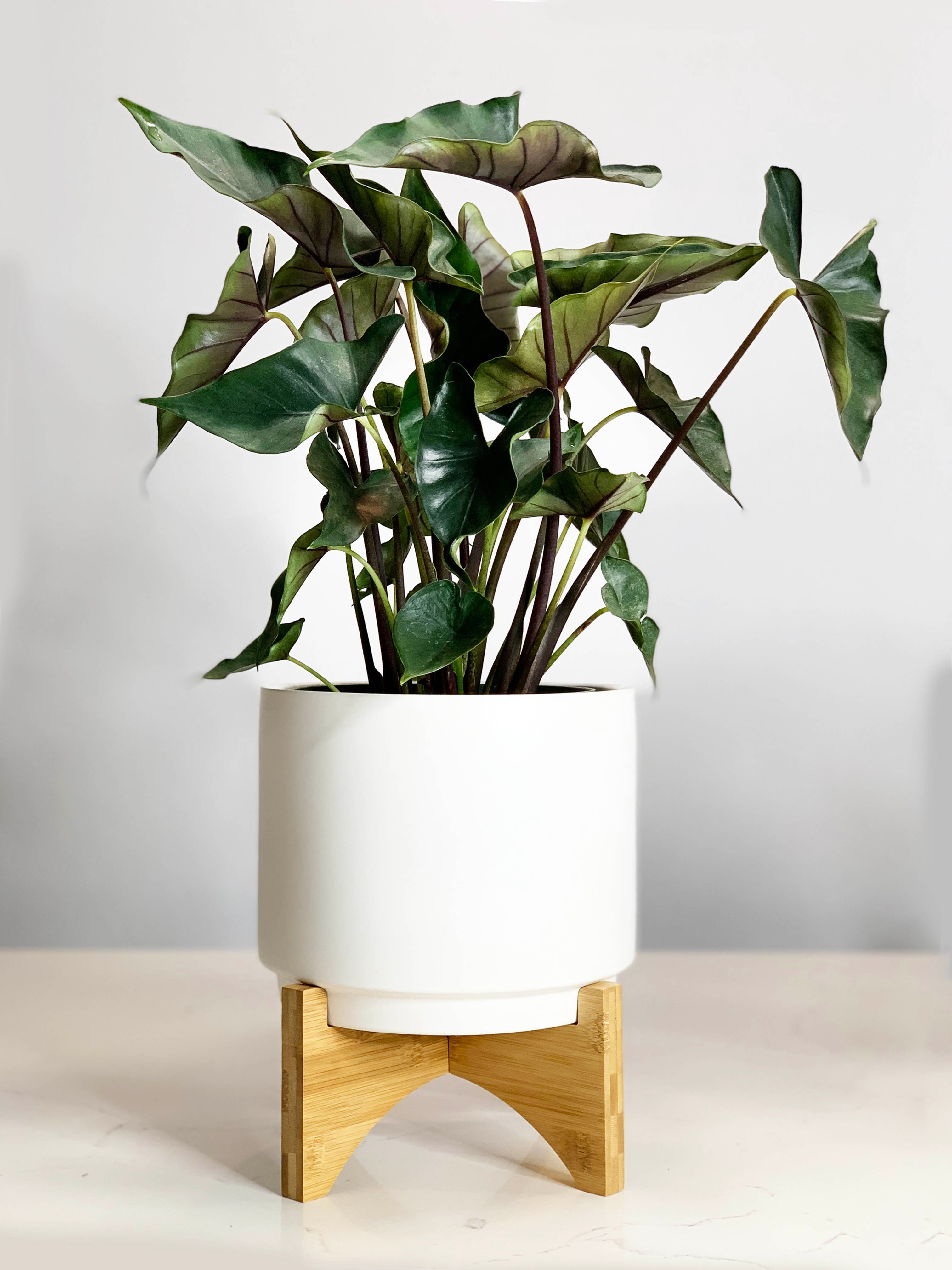 Alocasia 'Purple Cloak' Large