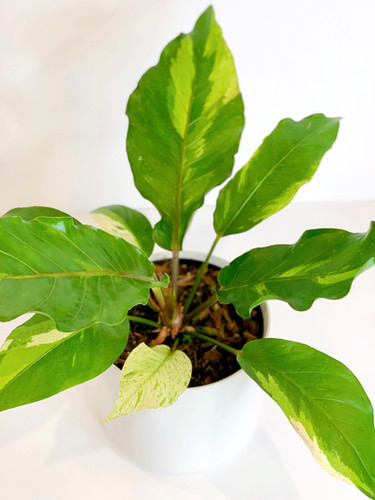 Anthurium 'Renaissance' White Variegata | Plant The Jungle