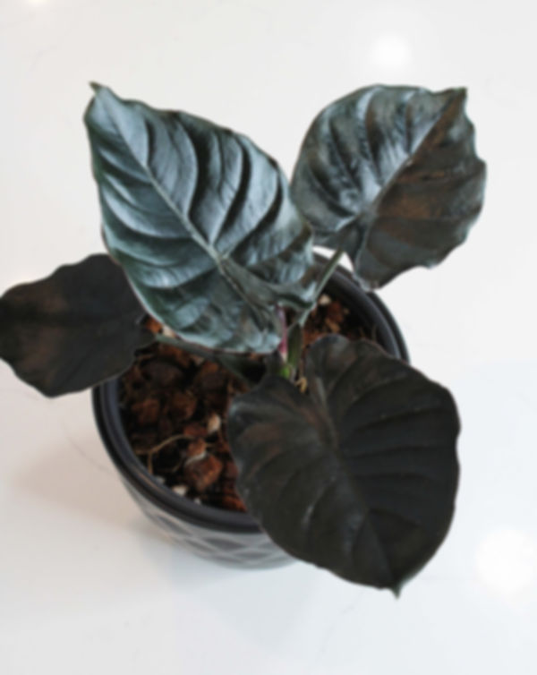 Alocasia Infernalis Black Panther Top View
