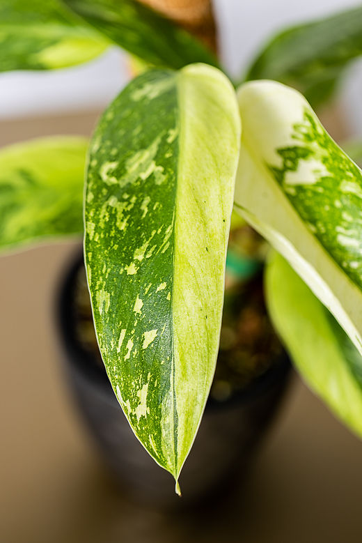 Philodendron 'Jose Buono' Variegata | Plant The Jungle