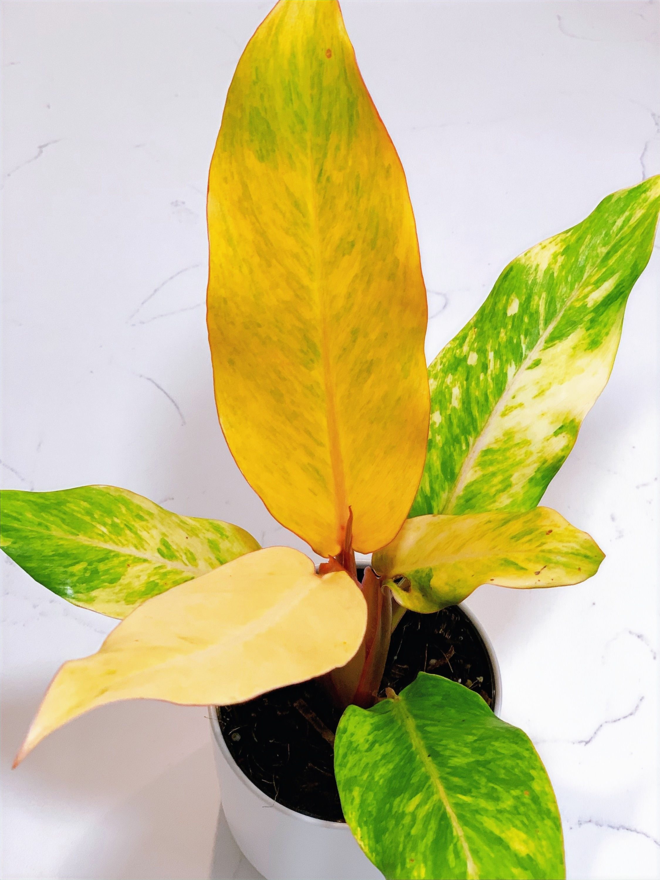Philodendron 'Orange Marmalade'