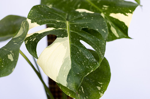 faux peace lily Artificial Peace Lily