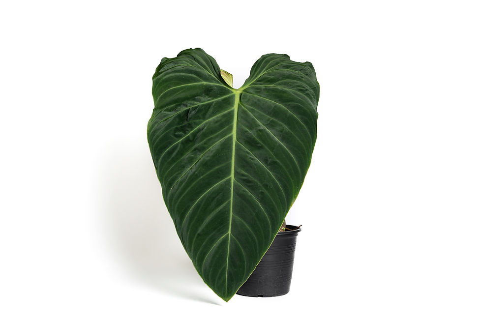Philodendron Splendid (Verrucosum x Melanochrysum)
