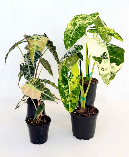 Alocasia Frydek Variegata | Plant The Jungle