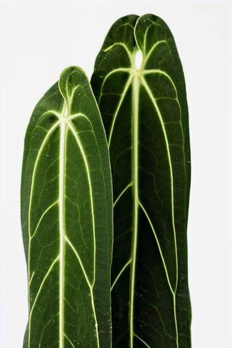 【piro】A.warocqueanum dark narrow Anthurium warocqueanum “Dark & Narrow” – AABexotics