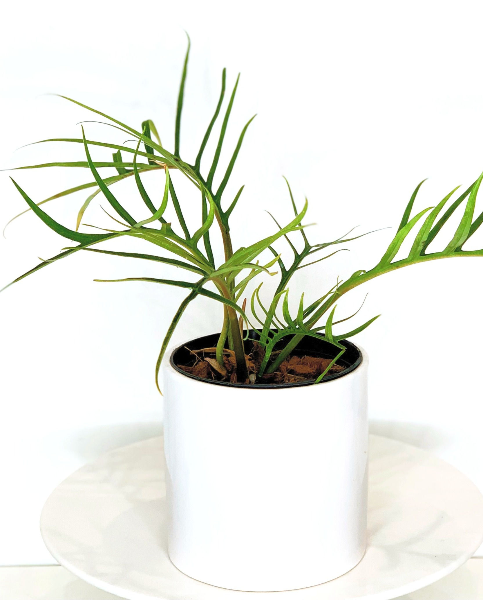 Philodendron Tortum Rare Philodendron Tortum