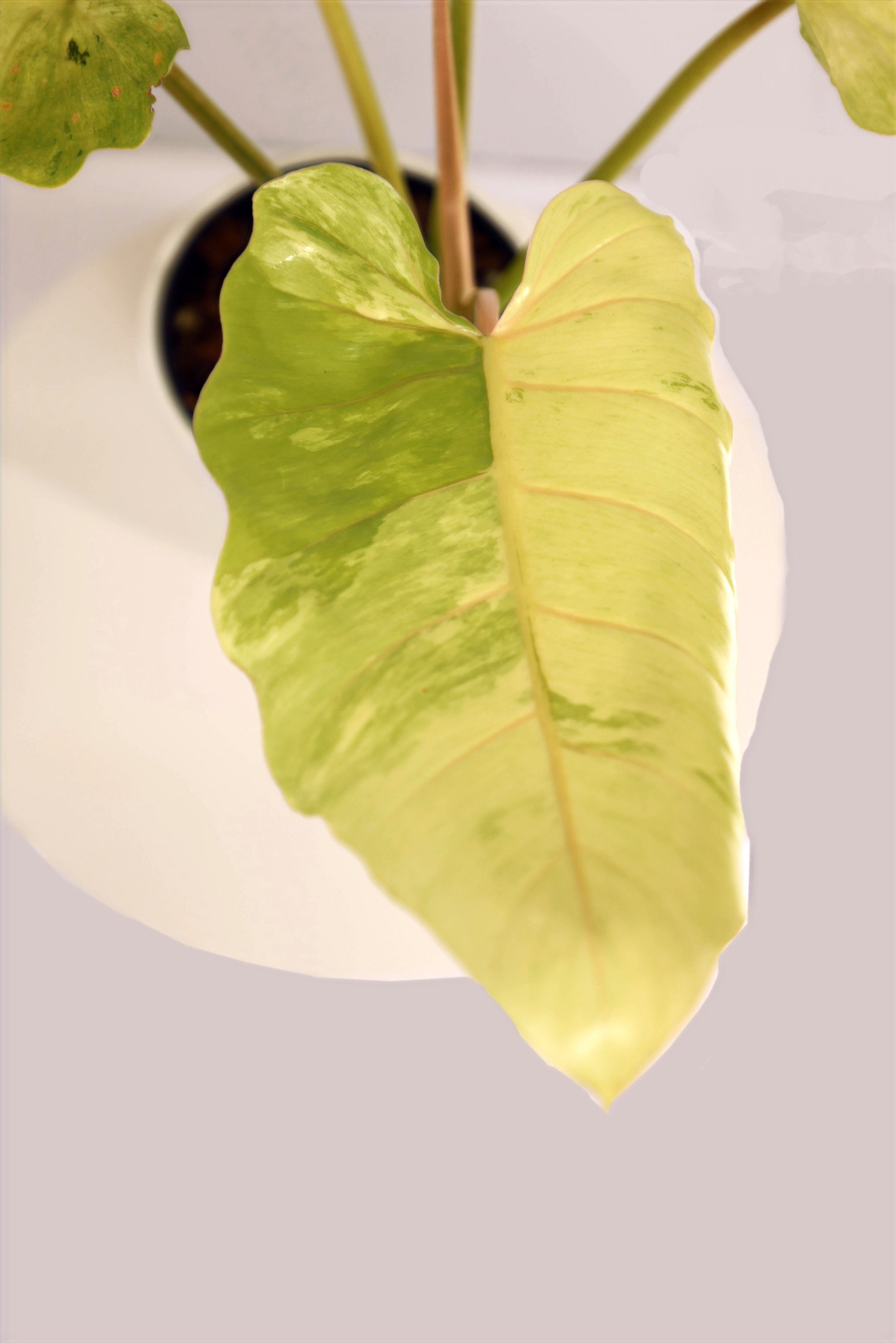 Philodendron 'Snowdrift'
