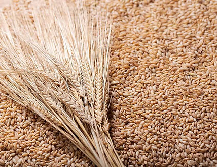 shiefes of barley grain.jpg
