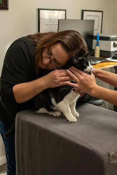 Feline Chiropractic 4.jpg