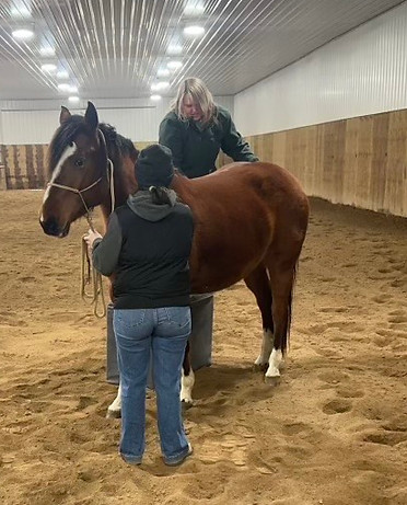 Equine Chiropractic