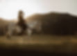Premium horse feed online