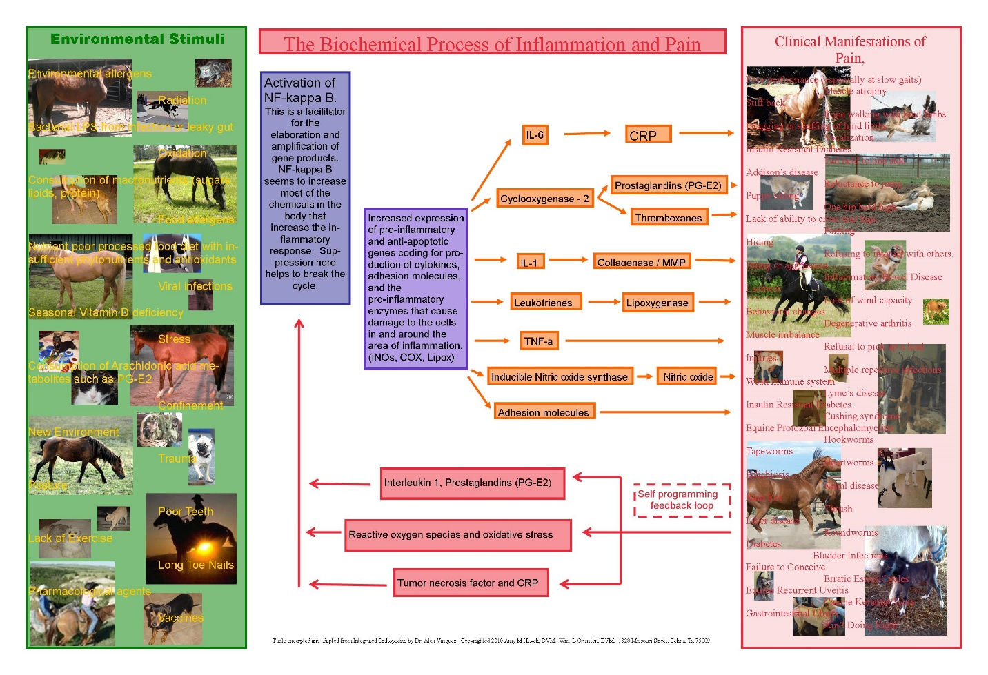 Inflammation Cascade Poster