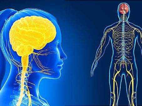 Unlocking Wellness: Exploring Brain-Based Chiropractic Care