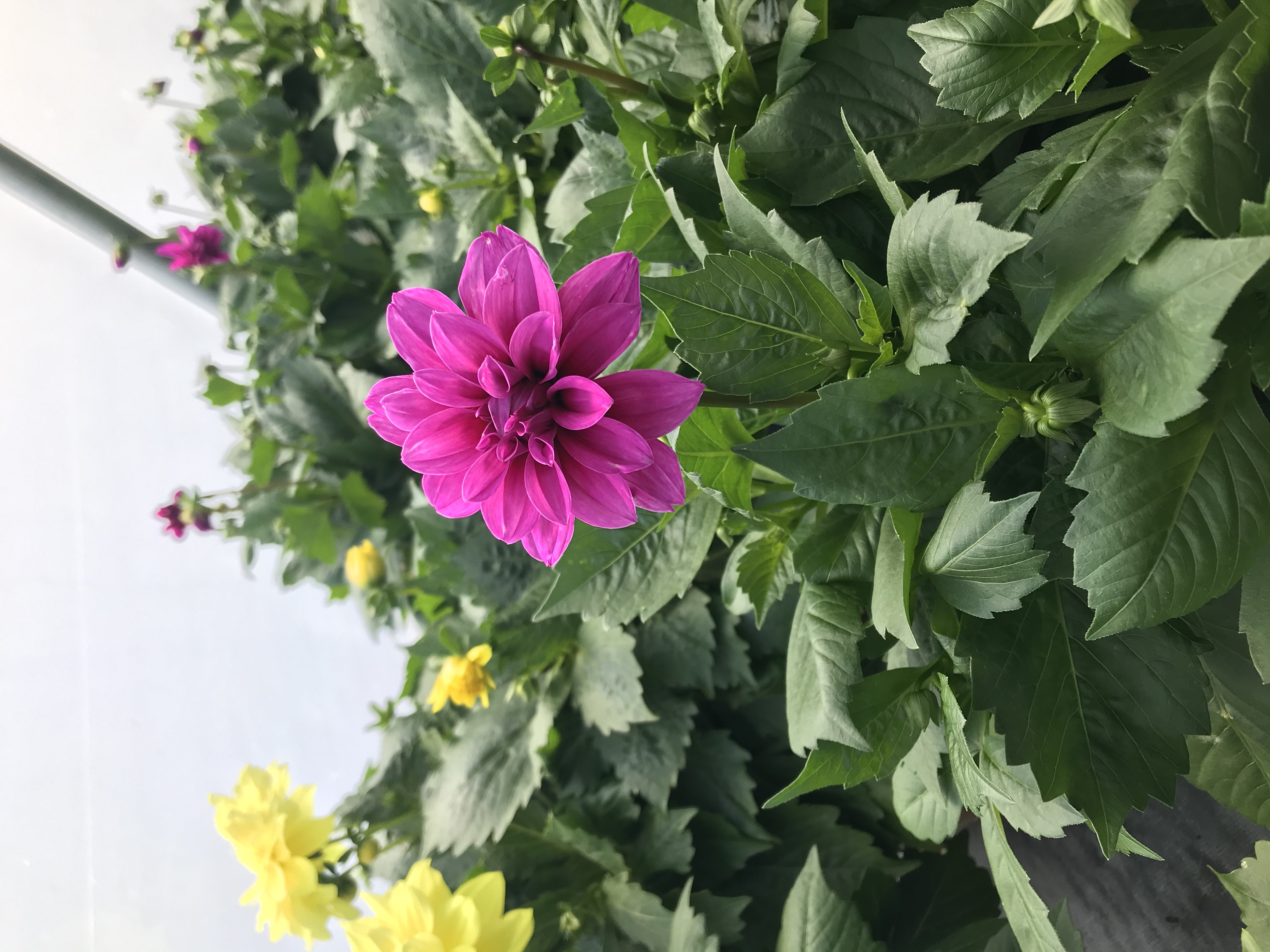 Dahlia- Magenta