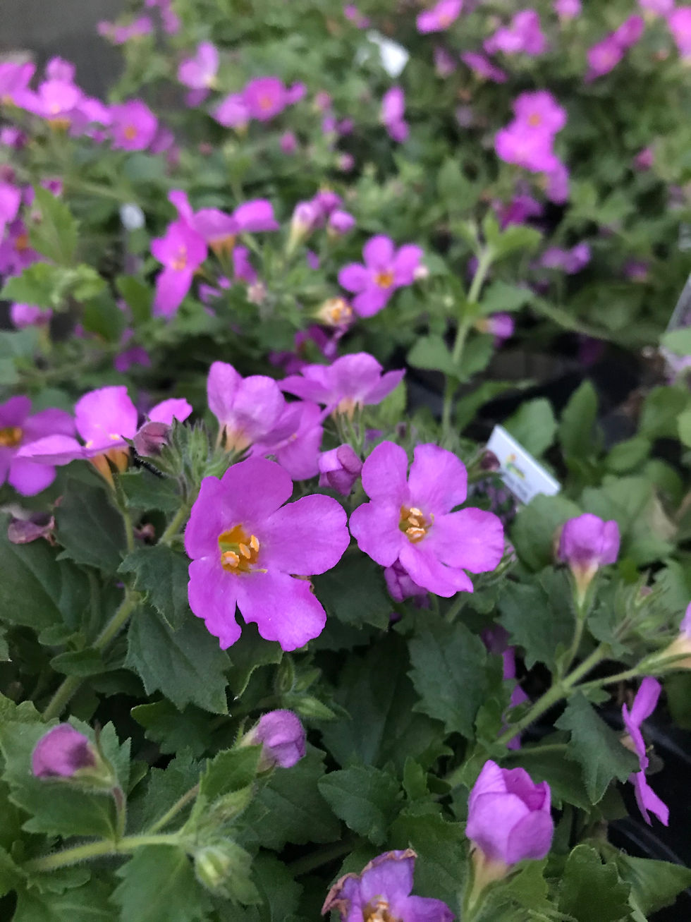 Bacopa