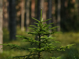 a small evergreen tree in a forest