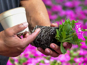 Planting Calendar: Spring Gardening Guide for Colorado