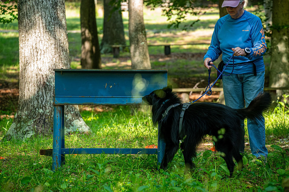Archie in Scent Work