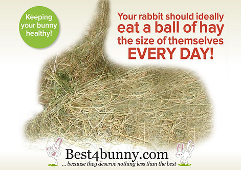 How much hay to give to a bunny?