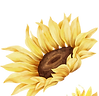 Sunflower logo