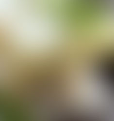 Why Natural Soaps vs. Commercial Soaps