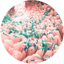 Gingivalis.png