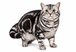 Chubby Silver Tabby Cat in Studio.png