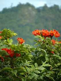 A ‘Tulipa Assassina’: Espatódea Pode Render Multa no Brasil