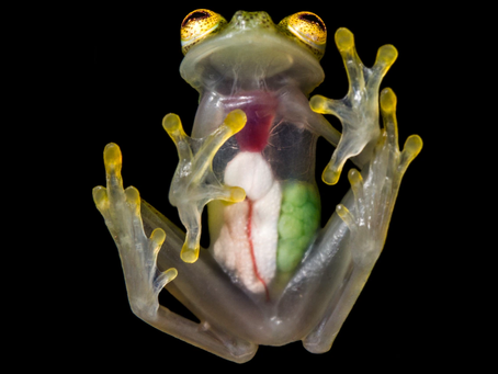 O Fascinante Sapo de Vidro: O Segredo por Trás de Sua Transparência