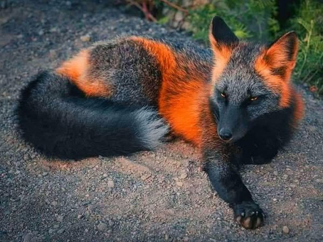 Raposa de Fogo: A Joia Rara da Natureza que Encanta o Mundo