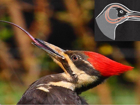 A Língua do Pica-Pau Age Como um Capacete Interno para o Seu Cérebro. Sabia Disso?