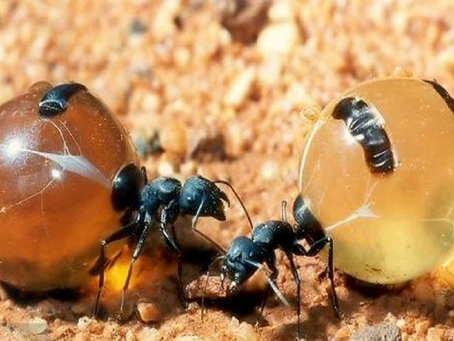As Formigas Que Produzem “Mel”: Uma Doçura Escondida no Subsolo