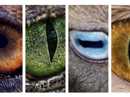 Por que os animais têm pupilas de diferentes formatos? A ciência explica