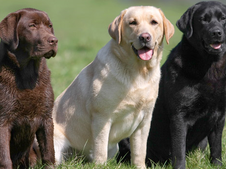 Primeiro cãozinho? confira a lista de melhores raças para iniciantes