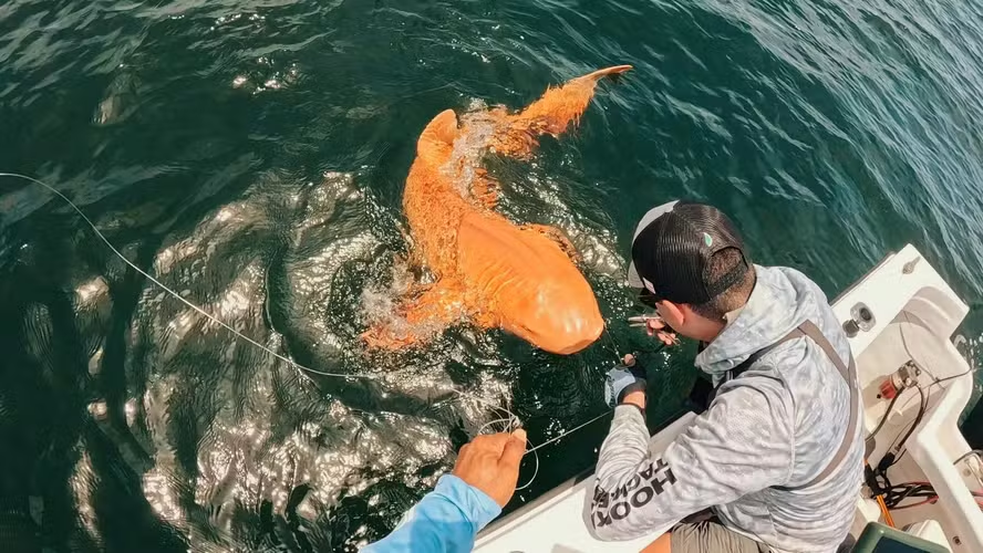 Foto: Facebook/Parismina Domus