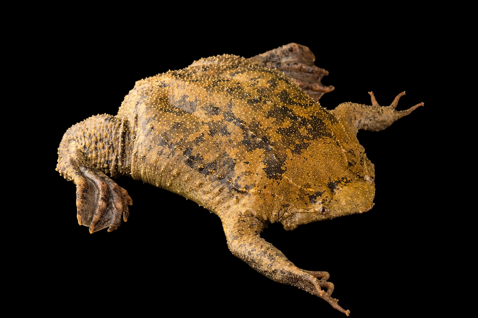ree
