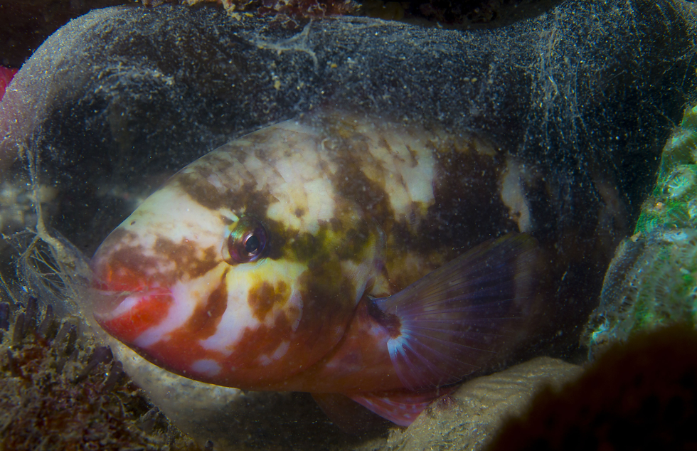Peixe papagaio dormindo em sua molha de muco foto: João Paulo Krajewski