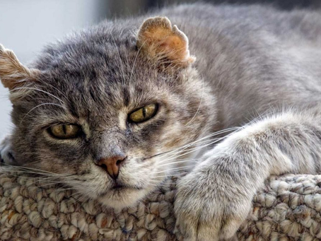 Brincadeiras para Gatos Idosos: Como Mantê-los Ativos e Felizes