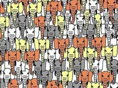 Encontre o panda