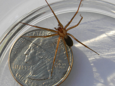 Aranha-marrom: o perigo oculto dentro de casa